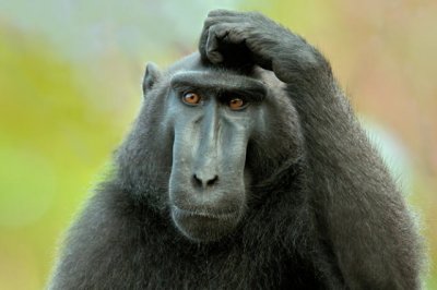 Aclaraci&oacute;n: Macaco no es mu&ntilde;eco