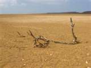 Subasta desierta y cielos abiertos: ¿escenario posible?