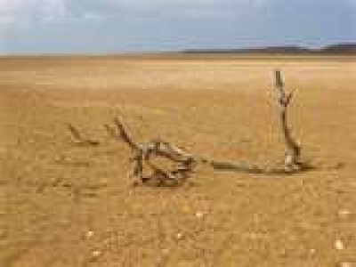 Subasta desierta y cielos abiertos: ¿escenario posible?