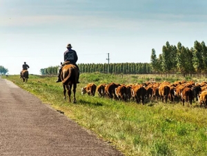 En busca del mejor asado de Uruguay, el pa&iacute;s con cuatro veces m&aacute;s vacas que habitantes