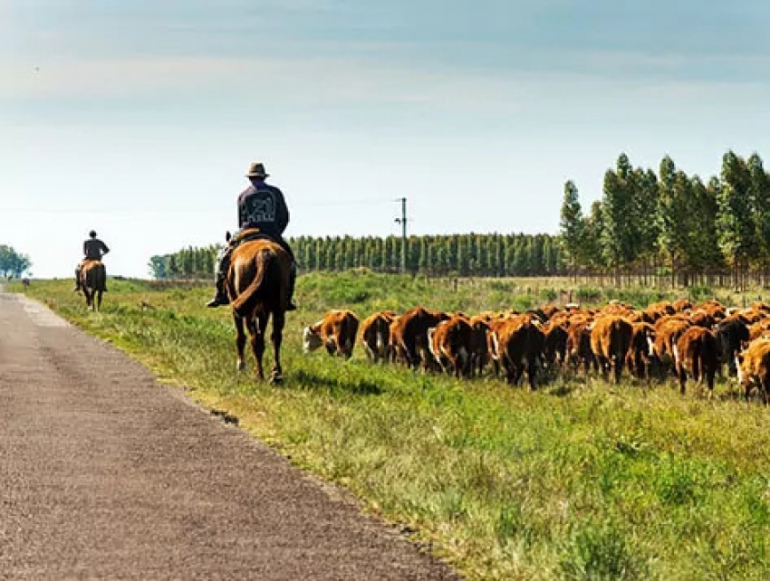 En busca del mejor asado de Uruguay, el pa&iacute;s con cuatro veces m&aacute;s vacas que habitantes