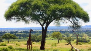 Tarangire, el eterno ef&iacute;mero de Tanzania