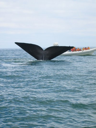 Avistaje de ballenas y pingüinos en la Patagonia Argentina