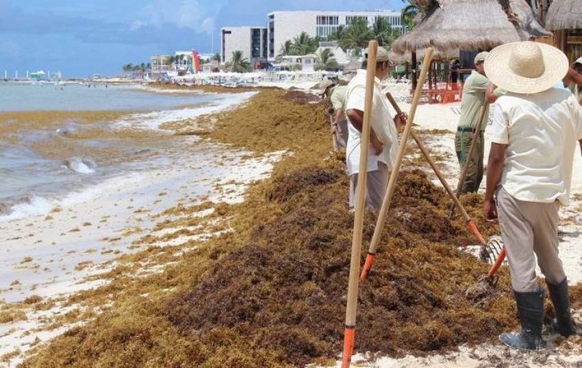 Una vez en la playa, el sargazo debe retirarse cuanto antes. De lo contrario se descompone por acci&oacute;n de bacterias que consumen el ox&iacute;geno del agua.