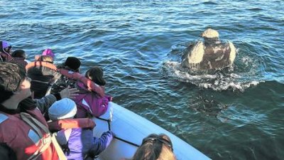 Chubut: las ballenas regalaron su show y fueron la atracción del fin de semana largo